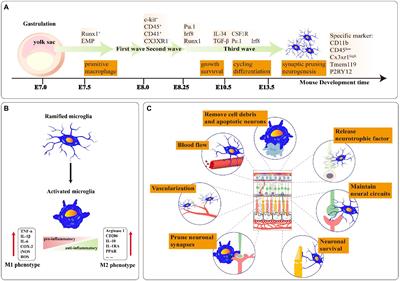 Microglia: The breakthrough to treat neovascularization and repair blood-retinal barrier in retinopathy